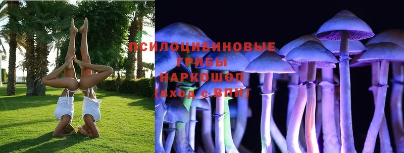 цены наркотик  Бахчисарай  Псилоцибиновые грибы Psilocybe 